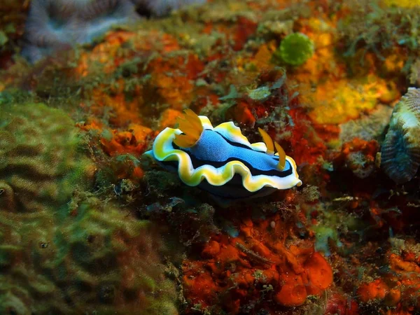 Sanna sea slug, Filippinerna, Luzon Island, Anilo — Stockfoto