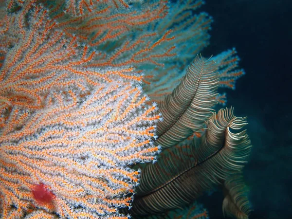 Gorgonian korall, Fülöp-szigetek, a Luzon-sziget, Anilo — Stock Fotó