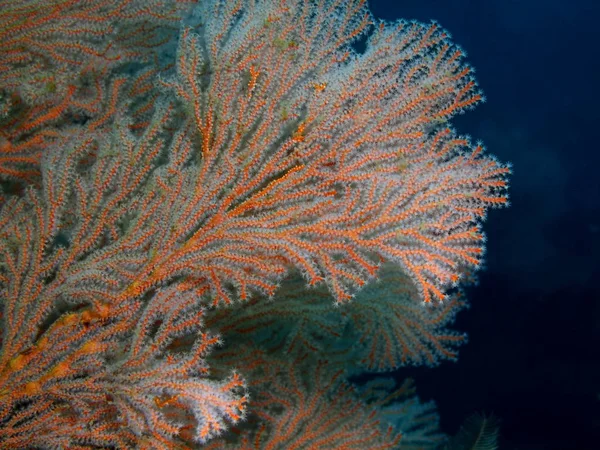 Gorgonian coral, Philippines, Luzon Island, Anilo — Stock Photo, Image