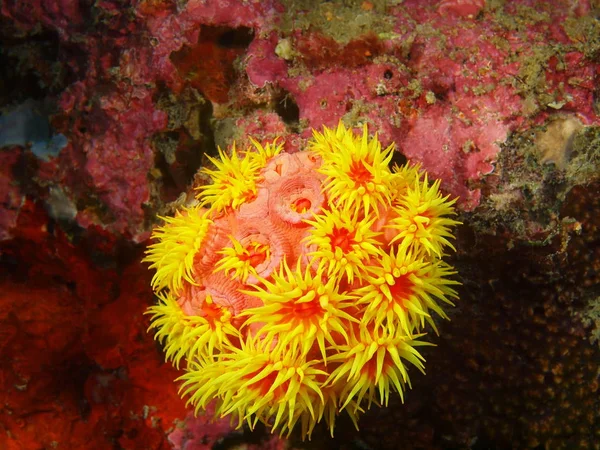 Corallo di pietra, Filippine, Isola di Luzon, Anilo Immagine Stock