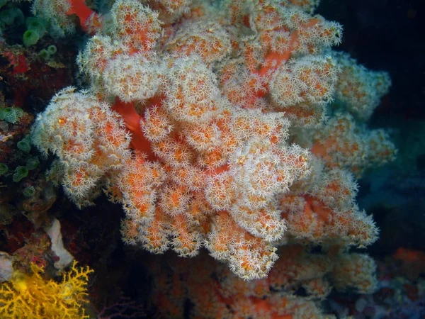 Corallo di S0ft, Filippine, Isola di Luzon, Anilo — Foto Stock