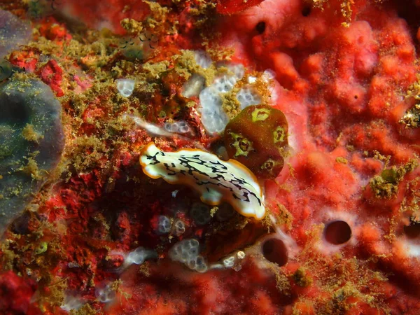 Flatworm, Philippines, Luzon Island, Anilo — Stock Photo, Image