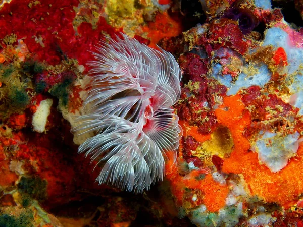 Tube worm, Philippines, Luzon Island, Anilo — Stock Photo, Image