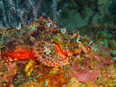 Scorpionfish, Filipinler, Luzon Adası, Anilo