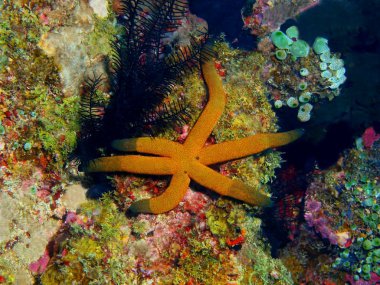 Deniz yıldızı, Filipinler, Luzon Adası, Anilo