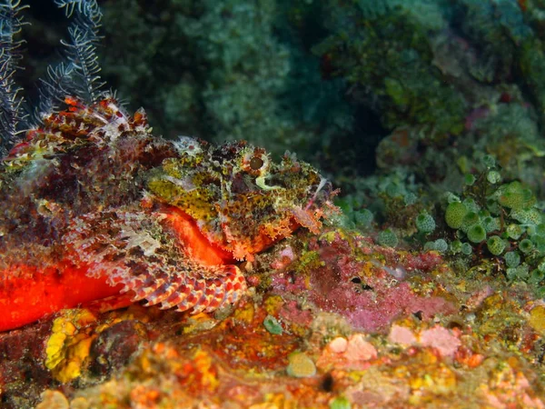 Skorpionfisk, Filippinene, Luzonasøya, Anilo – stockfoto