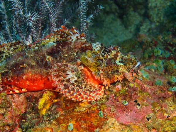 Scorpionfish, Filipiny, Wyspa Luzon, Anilo — Zdjęcie stockowe