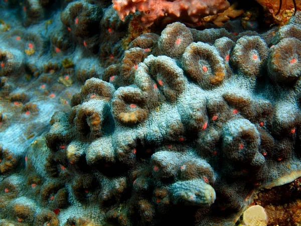 Stone coral, Philippines, Luzon Island, Anilo — Stock Photo, Image