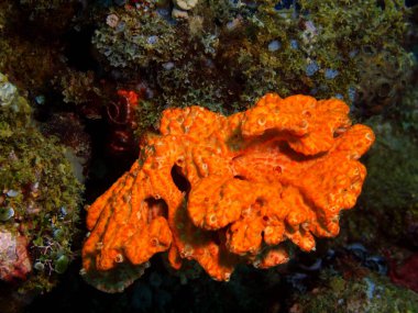 Demosponge, Filipinler, Luzon Adası, Anilo