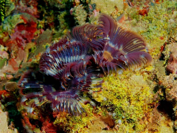 Tube worms, Philippines, Luzon Island, Anilo — Stock Photo, Image