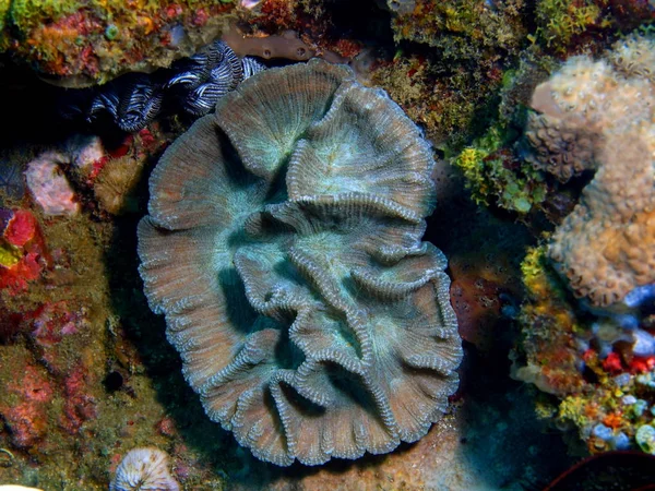 Stone coral, Philippines, Luzon Island, Anilo — Stock Photo, Image