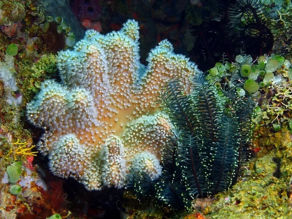 Měkké korály, Filipíny, ostrov Luzon, Anilo — Stock fotografie