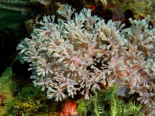 Coral blando, Filipinas, Isla de Luzón, Anilo —  Fotos de Stock