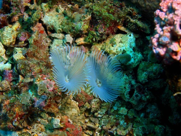 Tube worms, Philippines, Luzon Island, Anilo — Stock Photo, Image