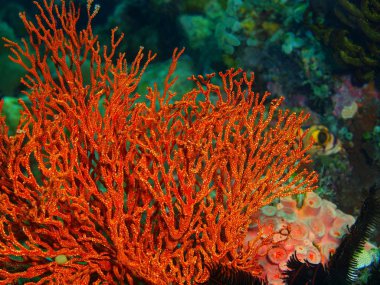 Gorgonian mercan, Filipinler, Luzon Adası, Anilo