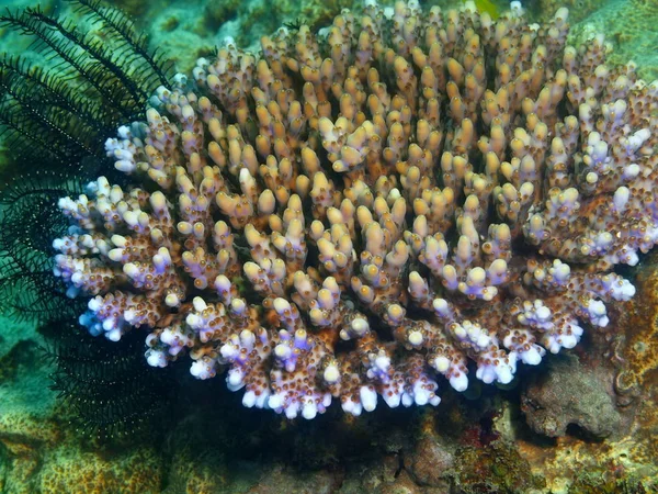 Piedra de coral, Filipinas, Isla de Luzón, Anilo — Foto de Stock