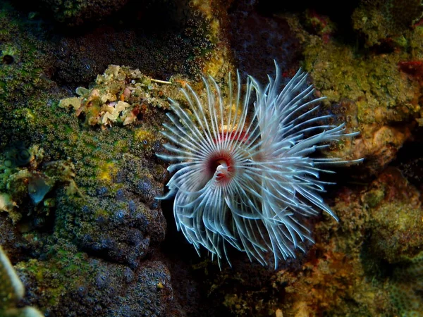 Tube worm, Philippines, Luzon Island, Anilo