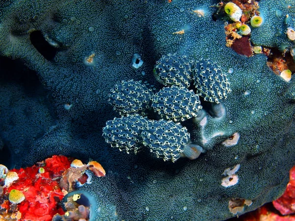 Deniz squirts, Filipinler, Luzon Adası, Anilo — Stok fotoğraf