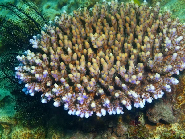 Corallo di pietra, Filippine, Isola di Luzon, Anilo Foto Stock Royalty Free