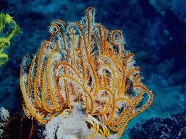 Dijana, Filipinler, Luzon Adası, Anilo