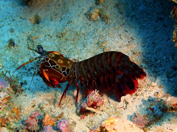 Mantis shrimp, Philippines, Luzon Island, Anilo — Stock Photo, Image