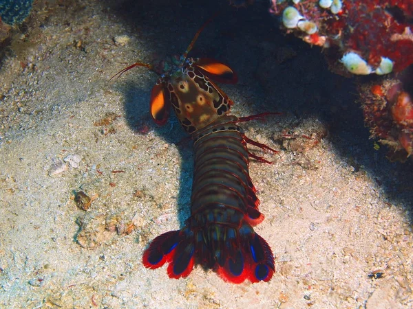 Mantis shrimp, Philippines, Luzon Island, Anilo — Stock Photo, Image