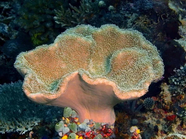 Coral blando, Filipinas, Isla de Luzón, Anilo —  Fotos de Stock