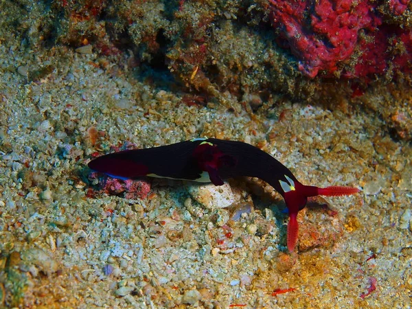 Sanna sea slug, Filippinerna, Luzon Island, Anilo — Stockfoto