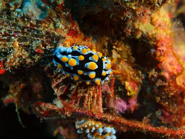 True sea slug, Filippine, Isola di Luzon, Anilo — Foto Stock