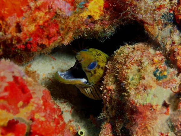 Moray anguila, Filipinas, Isla Luzón, Anilo — Foto de Stock