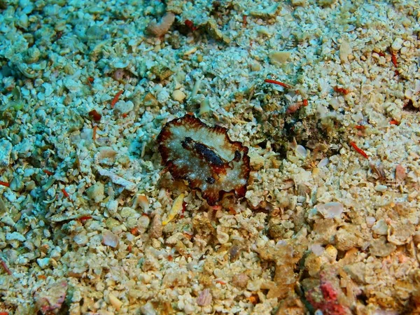 Sanna sea slug, Filippinerna, Luzon Island, Anilo — Stockfoto