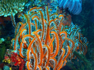 Dijana, Filipinler, Luzon Adası, Anilo