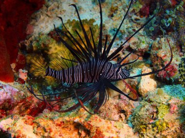 Scorpionfish, Filipinler, Luzon Adası, Anilo