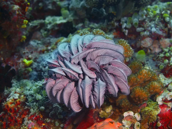 Crinoid, Philippines, Luzon Island, Anilo — Stock Photo, Image