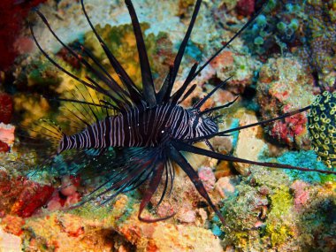 Scorpionfish, Filipinler, Luzon Adası, Anilo
