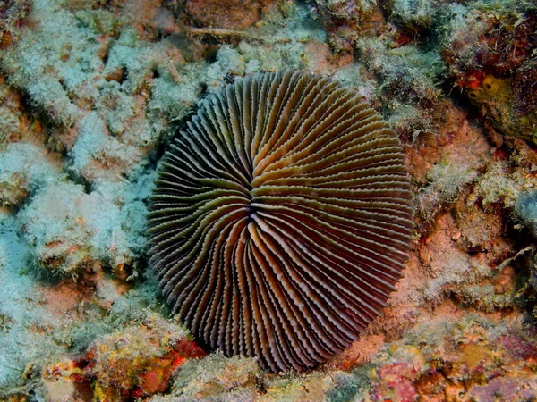 石サンゴ、フィリピン、ルソン島 Anilo — ストック写真