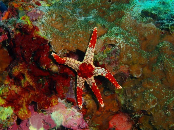 Deniz yıldızı, Filipinler, Luzon Adası, Anilo — Stok fotoğraf