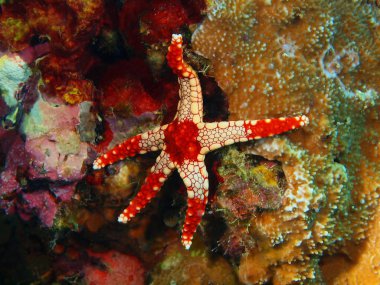 Deniz yıldızı, Filipinler, Luzon Adası, Anilo