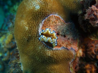 Gerçek deniz yaratığı, Filipinler, Luzon Adası, Anilo