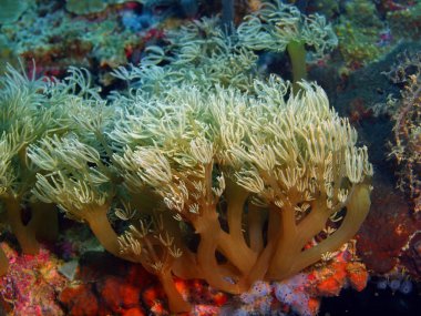 Yumuşak mercan, Filipinler, Luzon Adası, Anilo