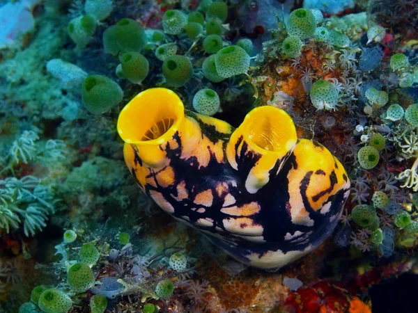 Sea squirt, Filipinas, Isla de Luzón, Anilo — Foto de Stock