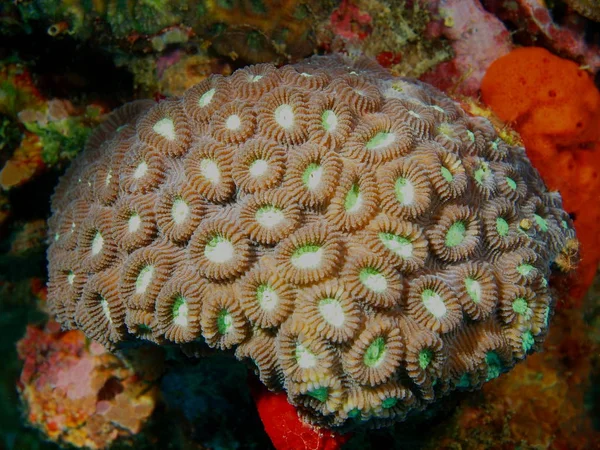 Taş mercan, Filipinler, Luzon Adası, Anilo — Stok fotoğraf