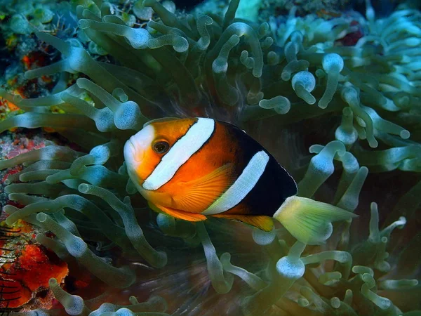 Pesce clown, Filippine, Isola di Luzon, Anilo — Foto Stock