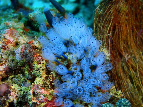 Sea squirts, Philippines, Luçon, Anilo — Photo