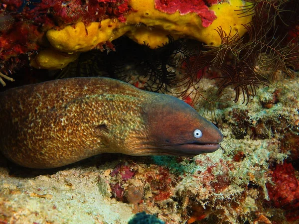 Moray eel, Anilo van het eiland Luzon, Filipijnen — Stockfoto