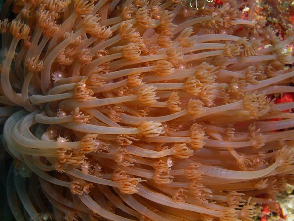 Coral blando, Filipinas, Isla de Luzón, Anilo — Foto de Stock