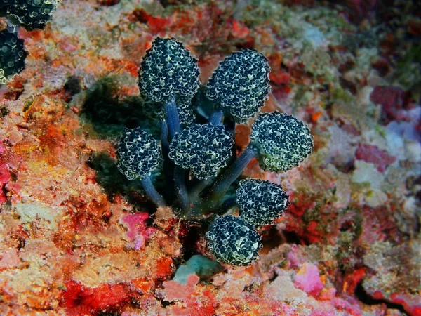 Sea squirt, Philippines, Luzon Island, Anilo — Stock Photo, Image