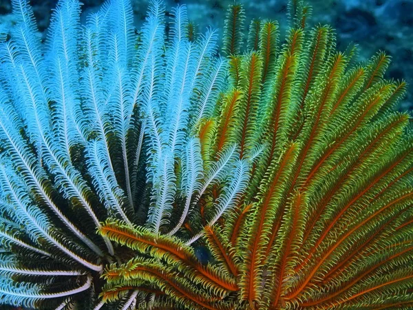 Crinoid, Φιλιππίνες, νησιού Luzon, Anilo — Φωτογραφία Αρχείου