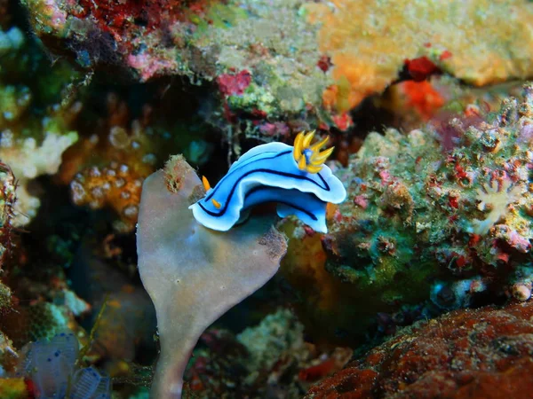 True sea slug, Philippines, Luzon Island, Anilo — Stock Photo, Image