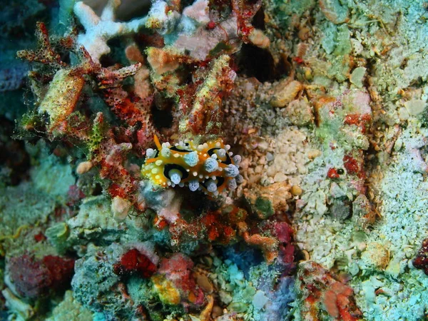 Sanna sea slug, Filippinerna, Luzon Island, Anilo — Stockfoto